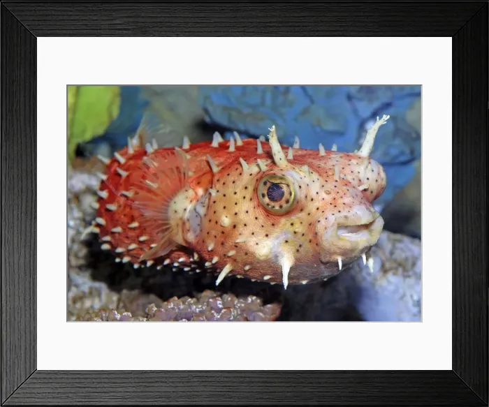 Framed Print : Antenna Burrfish - Tropical reefs - Atlantic Framed Print : Antenna Burrfish - Tropical reefs - Atlantic