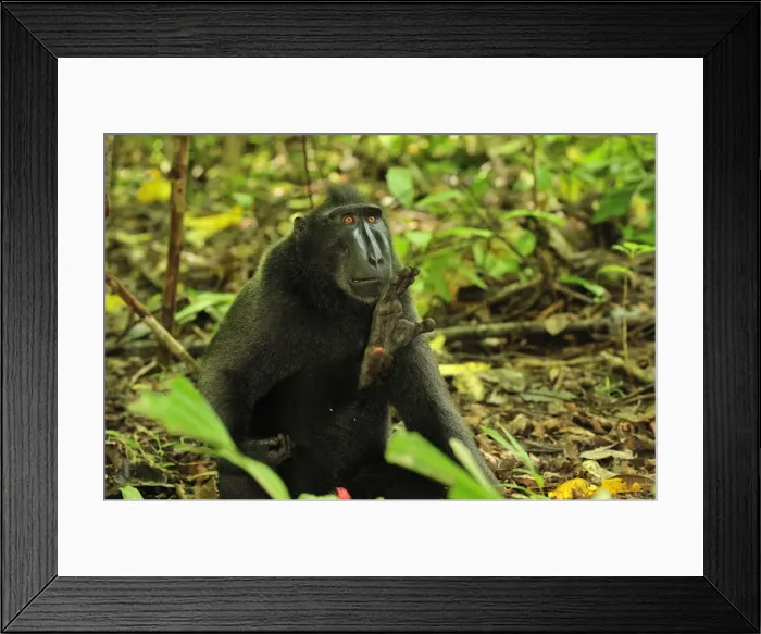 Framed Print : Celebes Crested Macaque / Crested Black Macaque / Sulawesi Crested Macaque / Black Ape - lifting its foot - Tangkoko Nature Reserve - North Sulawesi - Indonesia Framed Print : Celebes Crested Macaque / Crested Black Macaque / Sulawesi Crested Macaque / Black Ape - lifting its foot - Tangkoko Nature Reserve - North Sulawesi - Indonesia