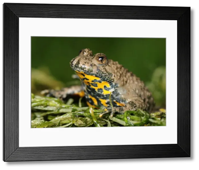 Framed Print : Yellow-bellied Toad - Switzerland