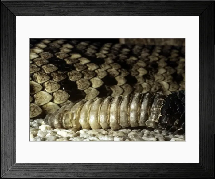 Framed Print : Eastern Diamondback Rattlesnake - rattle - USA Framed Print : Eastern Diamondback Rattlesnake - rattle - USA