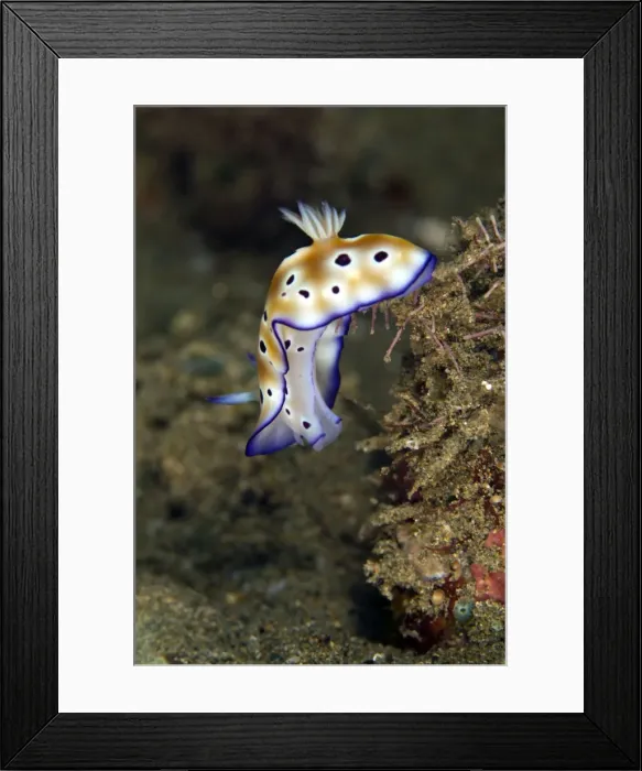 Framed Print : Nudibranch - Indonesia Framed Print : Nudibranch - Indonesia