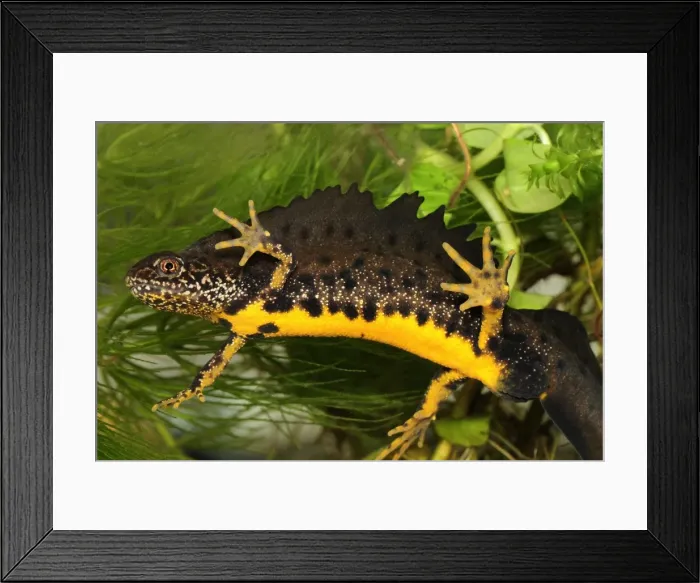 Framed Print : Great Crested Newt - male - Switzerland Framed Print : Great Crested Newt - male - Switzerland