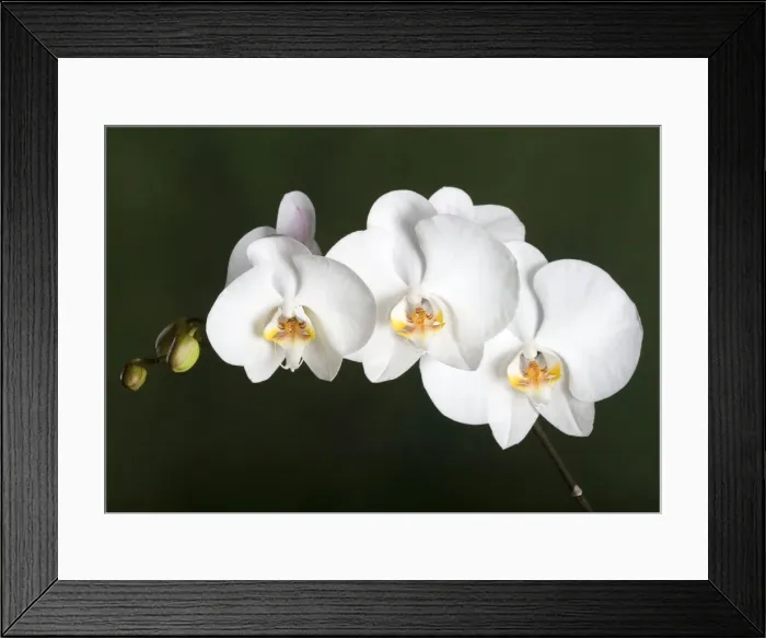 Framed Print : Orchid - Asia Framed Print : Orchid - Asia