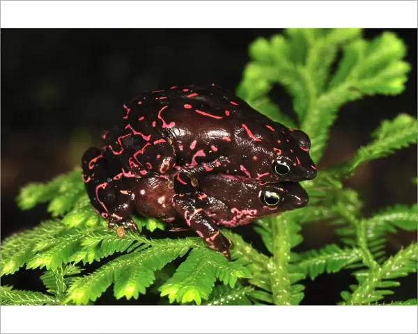 Pebas Stubfoot Toad - amplexus - Colombia