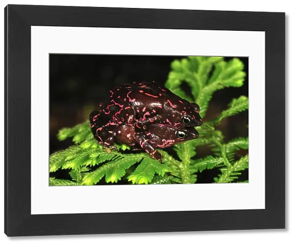 Pebas Stubfoot Toad - amplexus - Colombia