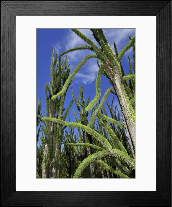 Framed Print : Alluaudia spiny plant - Spiny Forest - Berenty Private Reserve - Southern Madagascar Framed Print : Alluaudia spiny plant - Spiny Forest - Berenty Private Reserve - Southern Madagascar
