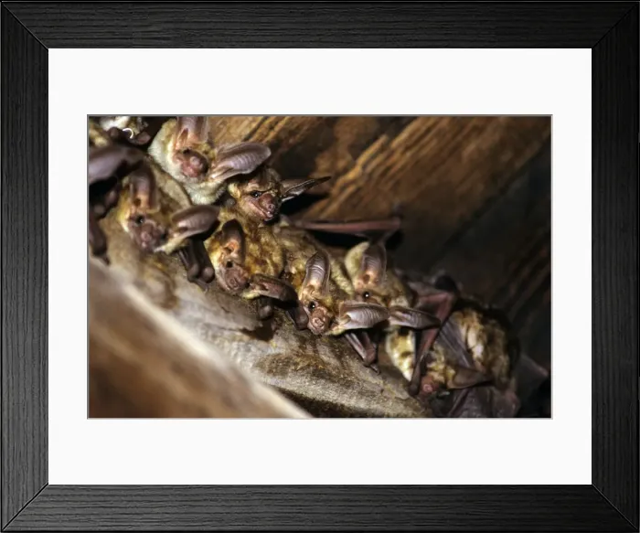 Framed Print : Pallid Bat Framed Print : Pallid Bat