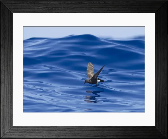 Framed Print : Madeiran Storm-Petrel - dancing on sea - June - Madeira Framed Print : Madeiran Storm-Petrel - dancing on sea - June - Madeira
