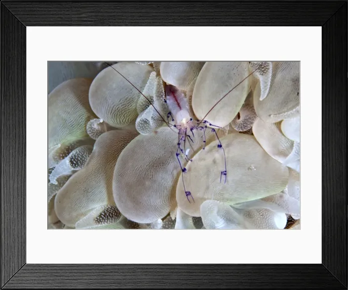 Framed Print : Bubble Coral Shrimp - Indonesia Framed Print : Bubble Coral Shrimp - Indonesia