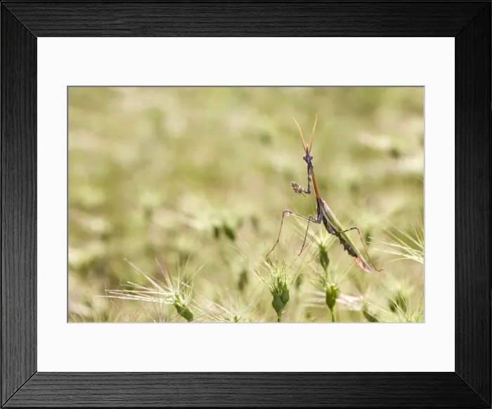 Framed Print : Cone-head Mantis - in habitat - Tuscany - Italy Framed Print : Cone-head Mantis - in habitat - Tuscany - Italy