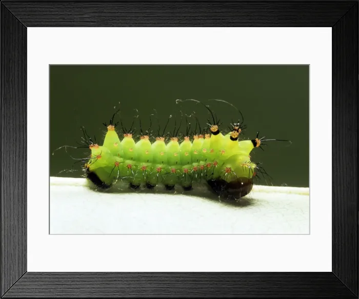 Framed Print : Indian Moon Moth Caterpillar