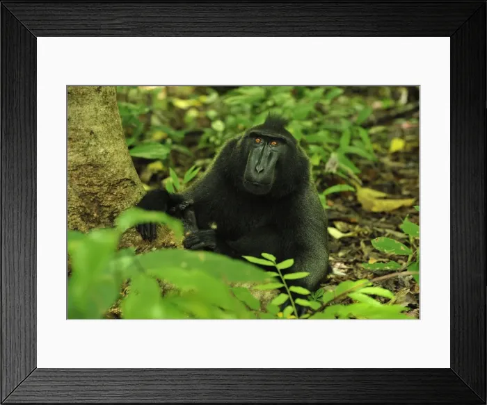 Framed Print : Celebes Crested Macaque / Crested Black Macaque / Sulawesi Crested Macaque / Black Ape - Tangkoko Nature Reserve - North Sulawesi - Indonesia Framed Print : Celebes Crested Macaque / Crested Black Macaque / Sulawesi Crested Macaque / Black Ape - Tangkoko Nature Reserve - North Sulawesi - Indonesia