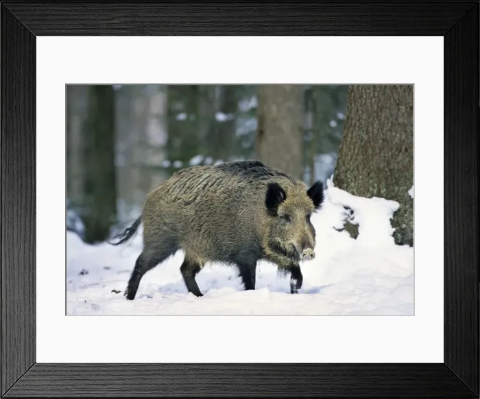 Framed Print : Wild Boar - in snow Framed Print : Wild Boar - in snow