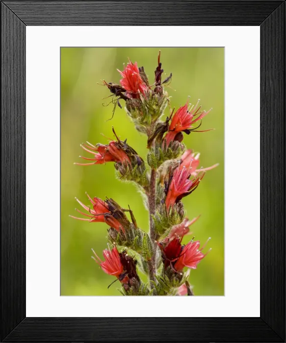 Framed Print : A rare Red Bugloss - near Viscri. Transylvania Framed Print : A rare Red Bugloss - near Viscri. Transylvania