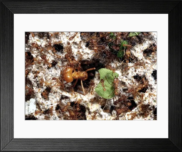 Framed Print : Leafcutter Ants - massive soldier ant guarding the workers Framed Print : Leafcutter Ants - massive soldier ant guarding the workers