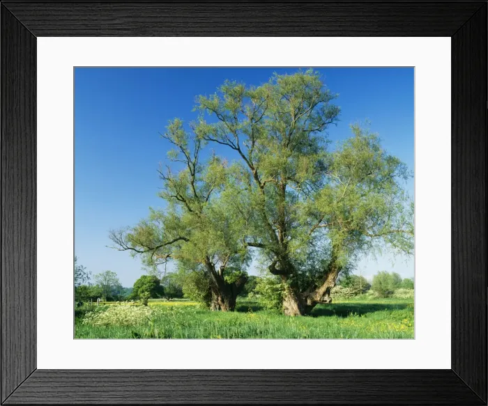 Framed Print : White Willow Tree ROG 10195 Ancient Pollarded Willows, Stour valley, Wimborne, Dorset, UK. Salix alba © Bob Gibbons / ardea. com Framed Print : White Willow Tree ROG 10195 Ancient Pollarded Willows, Stour valley, Wimborne, Dorset, UK. Salix alba © Bob Gibbons / ardea. com