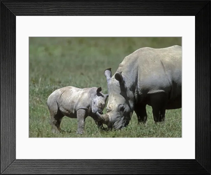 Framed Print : White Rhinoceros - adult and young Framed Print : White Rhinoceros - adult and young