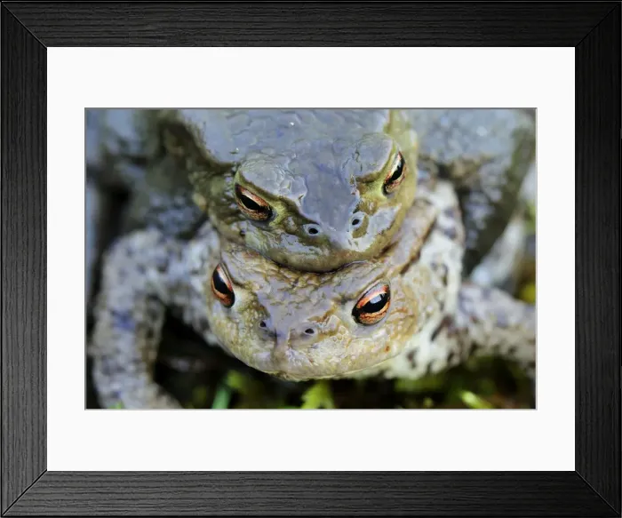 Framed Print : Common Toad - amplexus - Switzerland Framed Print : Common Toad - amplexus - Switzerland