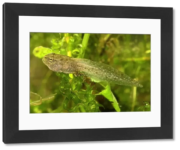 European Common Frog - tadpole - Switzerland