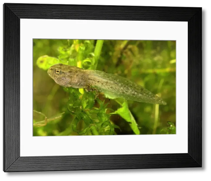 Framed Print : European Common Frog - tadpole - Switzerland Framed Print : European Common Frog - tadpole - Switzerland