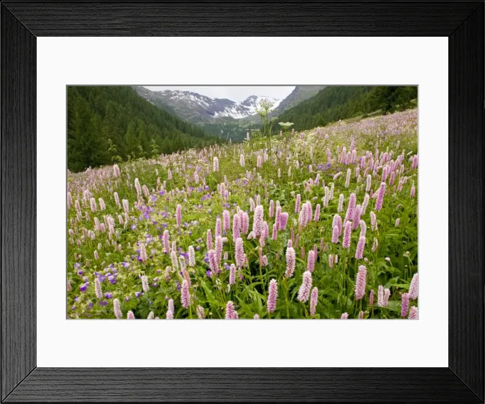 Framed Print : Species-rich flowery pasture, with Bistort - Wood Cranesbill (Geranium sylvaticum) etc in the Narreyroux valley - Ecrins National Park, french alps, France Framed Print : Species-rich flowery pasture, with Bistort - Wood Cranesbill (Geranium sylvaticum) etc in the Narreyroux valley - Ecrins National Park, french alps, France