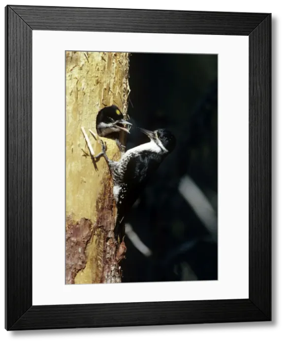 Framed Print : Black-backed Woodpecker Framed Print : Black-backed Woodpecker