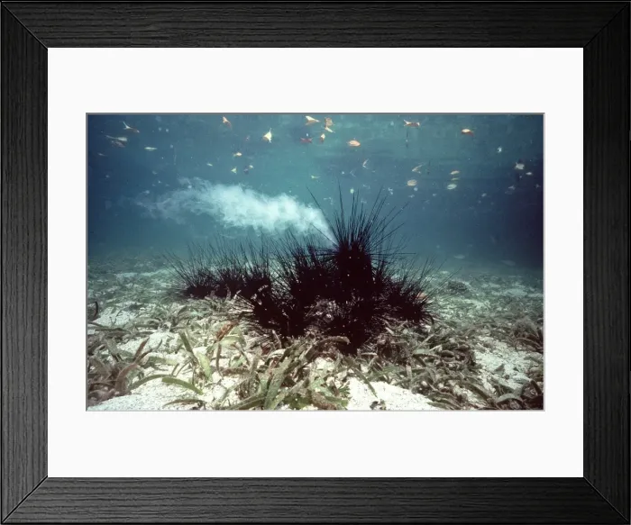 Framed Print : Sea Urchin - spawning in mangrove area, Australia AU-1395 Framed Print : Sea Urchin - spawning in mangrove area, Australia AU-1395
