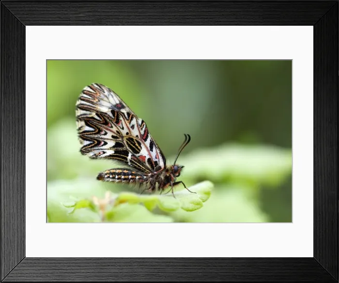 Framed Print : Southern Festoon Butterfly - Italy Framed Print : Southern Festoon Butterfly - Italy