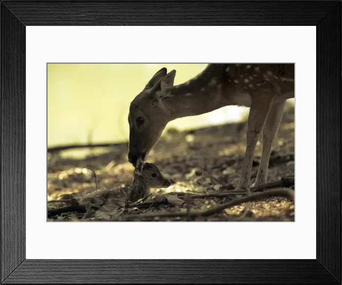 Framed Print : Chital / Spotted Deer - with fawn - Ranthambhor National Park India Framed Print : Chital / Spotted Deer - with fawn - Ranthambhor National Park India