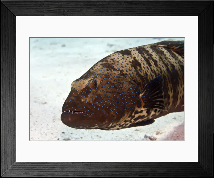 Framed Print : Bluespotted Grouper - Red Sea Framed Print : Bluespotted Grouper - Red Sea