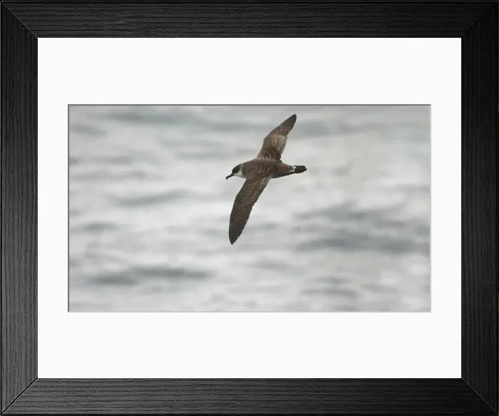 Framed Print : Great Shearwater RES 278 In flight over water Puffinus gravis © George Reszeter / ardea. com Framed Print : Great Shearwater RES 278 In flight over water Puffinus gravis © George Reszeter / ardea. com