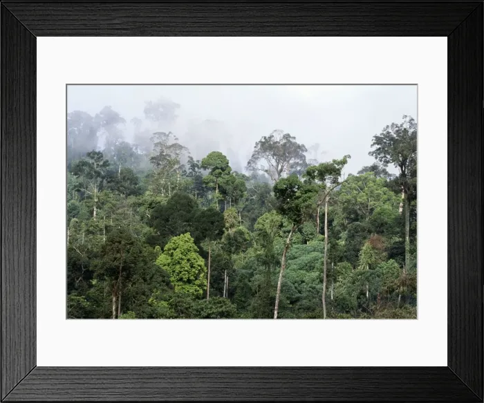 Framed Print : Rainforest - lowland dipterocarp, morning mist, dawn. Conservation area. Borneo Framed Print : Rainforest - lowland dipterocarp, morning mist, dawn. Conservation area. Borneo