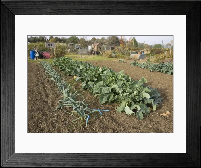 Framed Print : Green vegetables cabbages and leeks growing on local allotment with sheds and compost heaps near Chipping Campden Cotswolds UK Framed Print : Green vegetables cabbages and leeks growing on local allotment with sheds and compost heaps near Chipping Campden Cotswolds UK