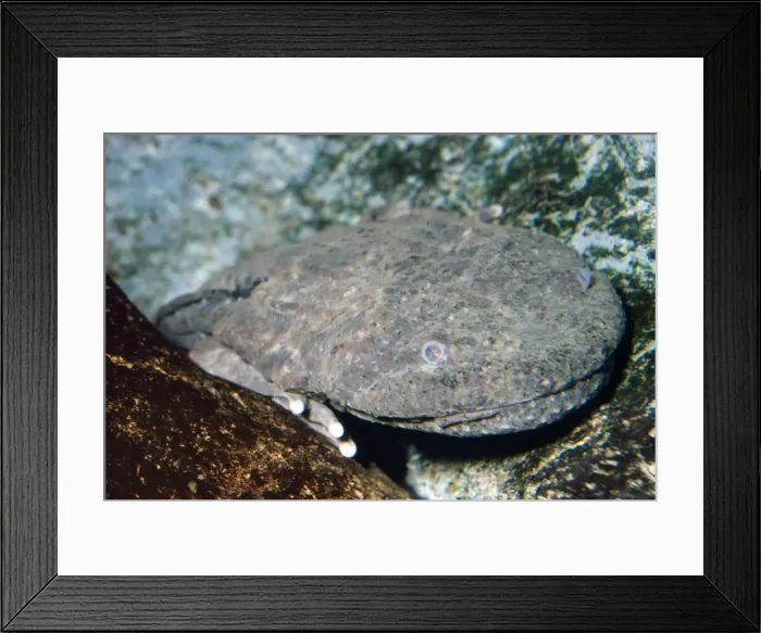 Framed Print : Giant Salamander / Hell Bender - USA Framed Print : Giant Salamander / Hell Bender - USA