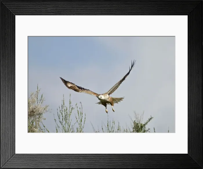 Framed Print : Long-legged Buzzard - in flight - Southern Cyprus - April Framed Print : Long-legged Buzzard - in flight - Southern Cyprus - April