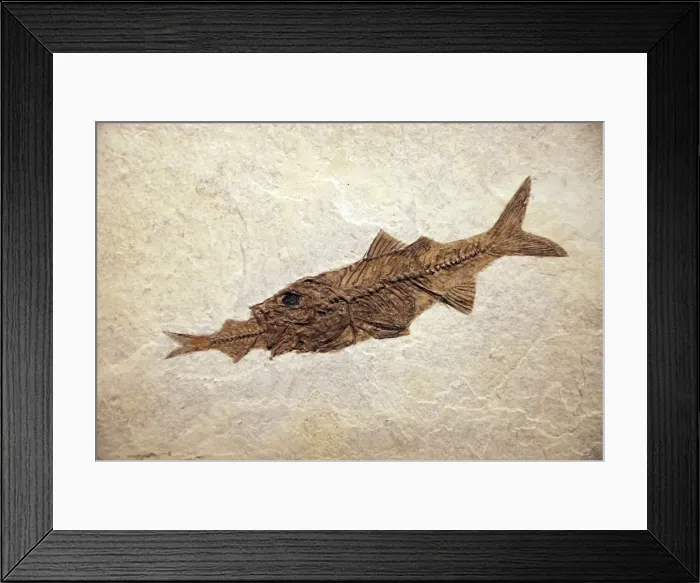 Framed Print : Fossil perch Mioplosus eating a herring Knightia. Green River formation Eocene Wyoming Framed Print : Fossil perch Mioplosus eating a herring Knightia. Green River formation Eocene Wyoming