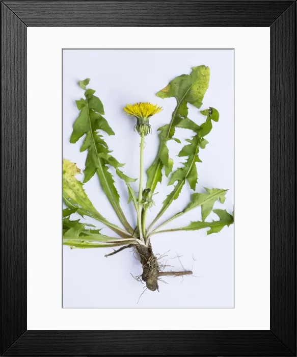 Framed Print : Common Dandelion plant Framed Print : Common Dandelion plant