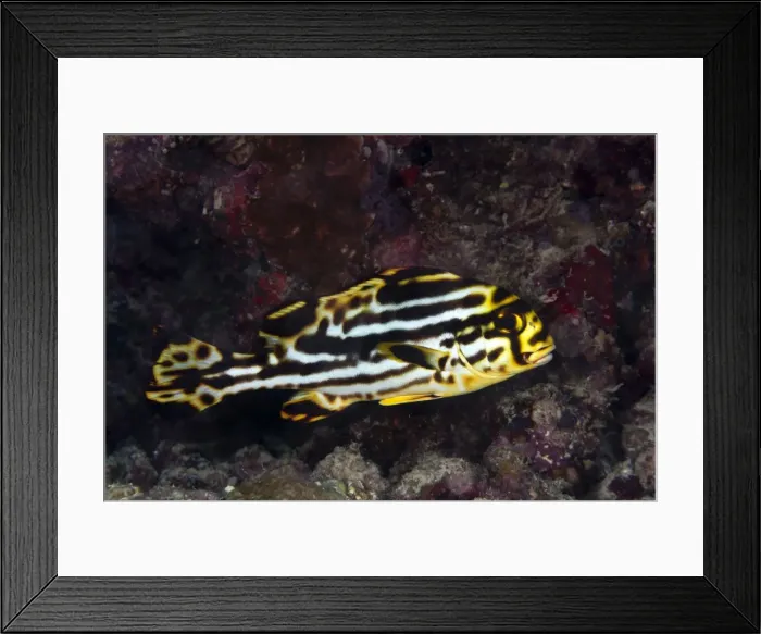 Framed Print : Oriental Sweetlips - juvenile - Maldives Framed Print : Oriental Sweetlips - juvenile - Maldives