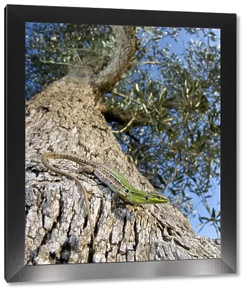 Italian Wall Lizard - female on an olive tree - Italy