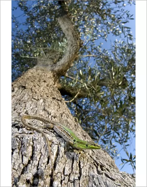 Italian Wall Lizard - female on an olive tree - Italy