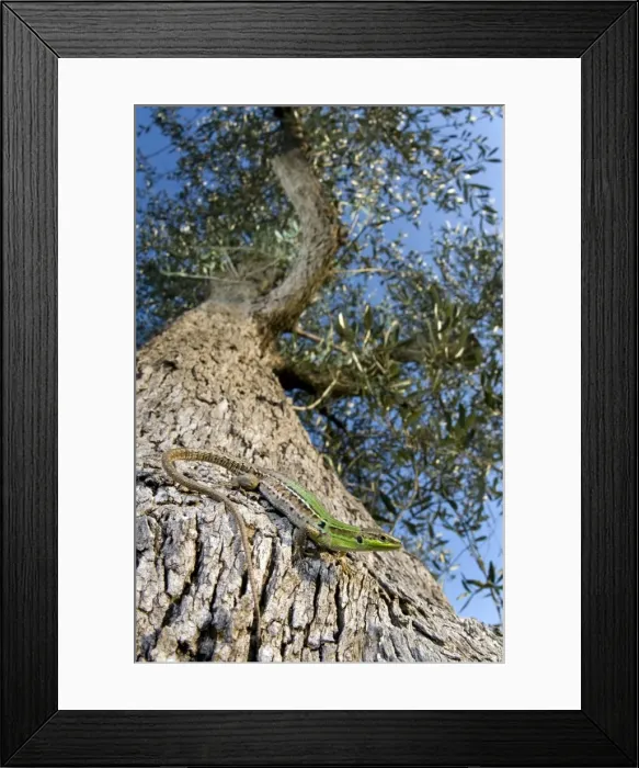 Framed Print : Italian Wall Lizard - female on an olive tree - Italy Framed Print : Italian Wall Lizard - female on an olive tree - Italy
