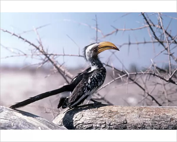 Yellow-billed Hornbill - Etosha National Park - Namibia