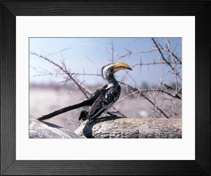 Framed Print : Yellow-billed Hornbill - Etosha National Park - Namibia Framed Print : Yellow-billed Hornbill - Etosha National Park - Namibia