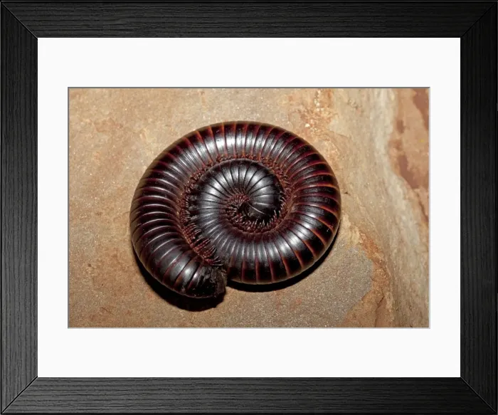 Framed Print : Giant Millipede - coiled in defensive position - Mombasa - Kenya Framed Print : Giant Millipede - coiled in defensive position - Mombasa - Kenya