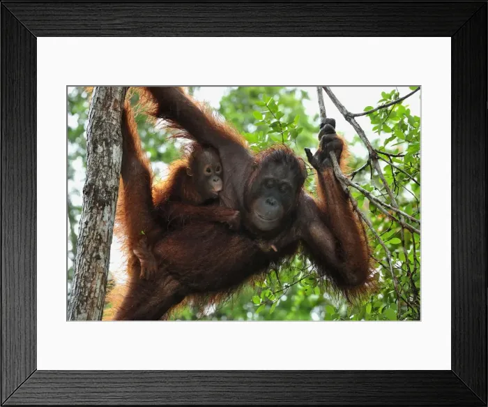 Framed Print : Borneo Orangutan - female with baby on a tree - Camp Leakey - Tanjung Puting National Park - Kalimantan - Borneo - Indonesia Framed Print : Borneo Orangutan - female with baby on a tree - Camp Leakey - Tanjung Puting National Park - Kalimantan - Borneo - Indonesia