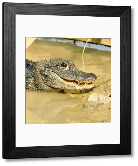 Framed Print : Chinese Alligator - emerging from water Framed Print : Chinese Alligator - emerging from water