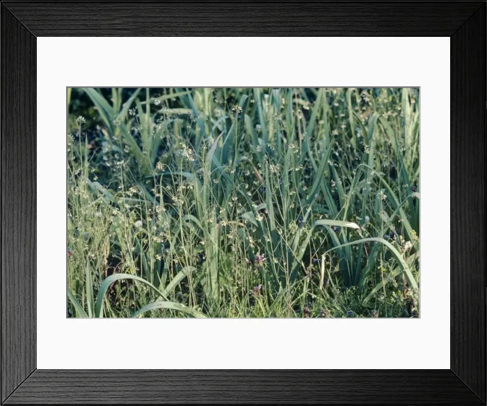 Framed Print : Thale Cress - Weed amongst Leeks Framed Print : Thale Cress - Weed amongst Leeks