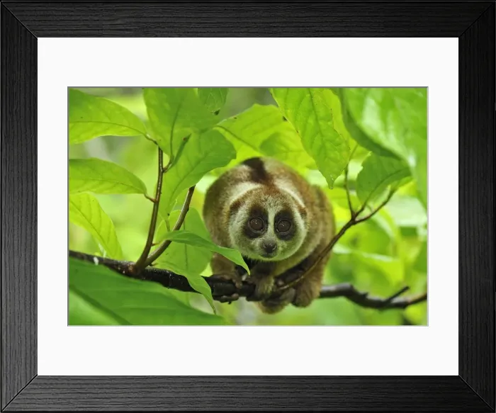 Framed Print : Sunda Slow Loris - Gunung Leuser National Park - Northern Sumatra - Indonesia Framed Print : Sunda Slow Loris - Gunung Leuser National Park - Northern Sumatra - Indonesia