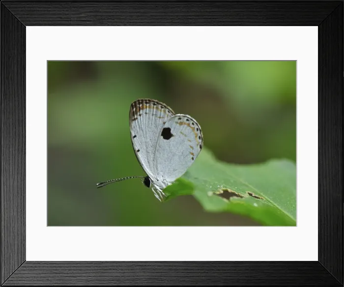 Framed Print : Gunung Leuser National Park - Bukit Lawang - Northern Sumatra - Indonesia Framed Print : Gunung Leuser National Park - Bukit Lawang - Northern Sumatra - Indonesia