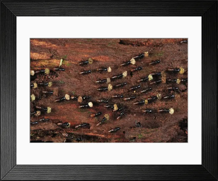 Framed Print : Termites - Tanjung Puting National Park - Kalimantan - Borneo - Indonesia Framed Print : Termites - Tanjung Puting National Park - Kalimantan - Borneo - Indonesia